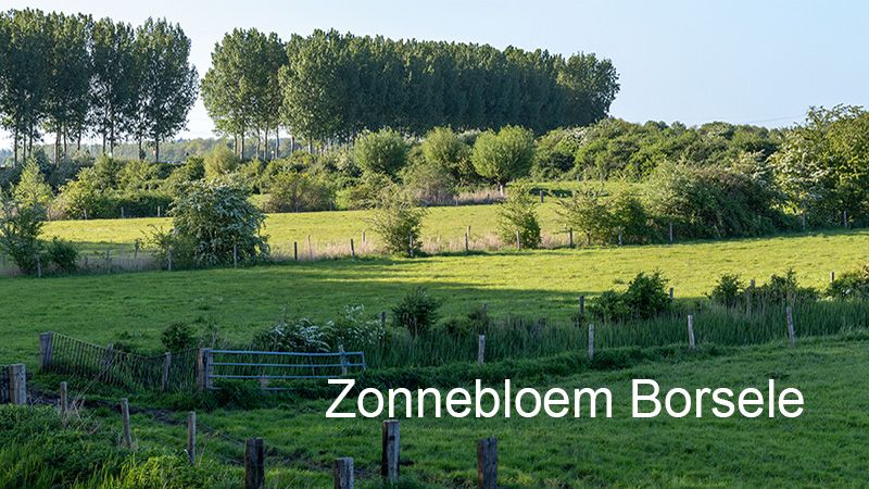 zonnebloem-website-1jpg