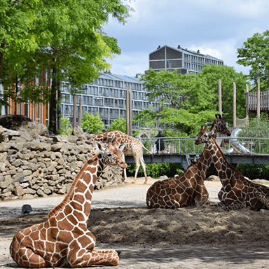 bezoek-aan-artis-op-11-oktober-2019-9cabb3d5-5b05-43c1-b996-d64035c3b6ea