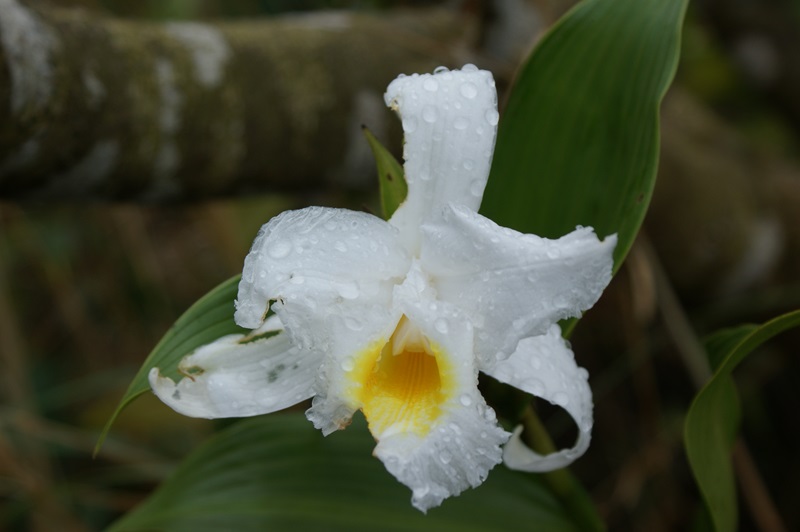 bezoek-aan-de-orchideeenkwekerij-5f59e185-a159-4757-b04f-ca008d58928e