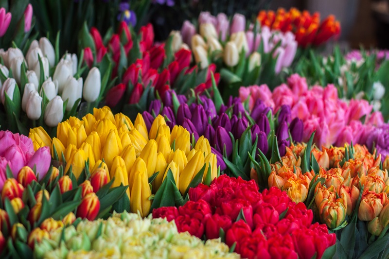 dagje-keukenhof-6e8bcb3b-7eaf-44d7-a9d2-ffefb5d3ef3c
