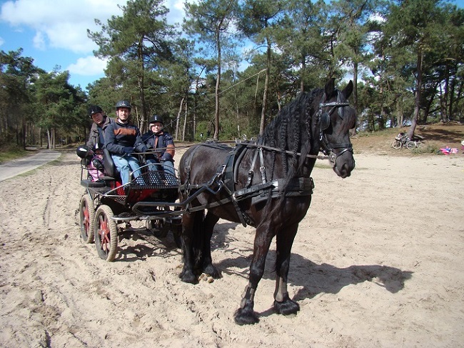 Jeroen van Dongen zit op de bok van de paardenwagen met een fries paard ervoor