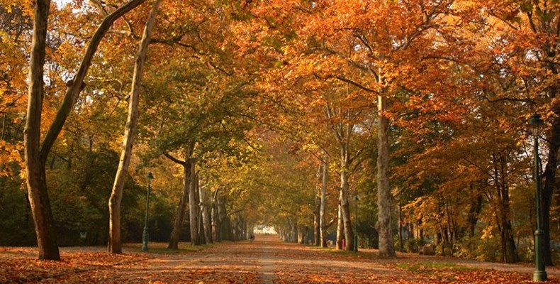 Tips van de Zonnebloem voor toegankelijke herfstwandelingen met een rolstoel