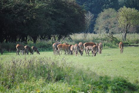 Zonnebloem afdeling