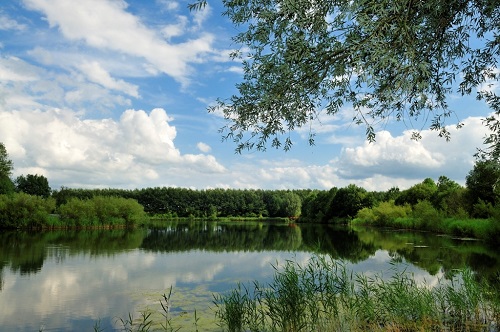 Zonnebloem afdeling