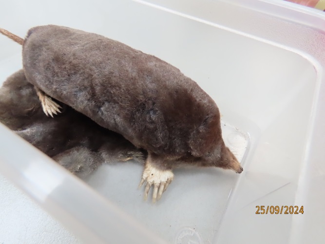 de mol