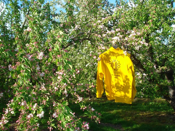 Zonnebloem afdeling