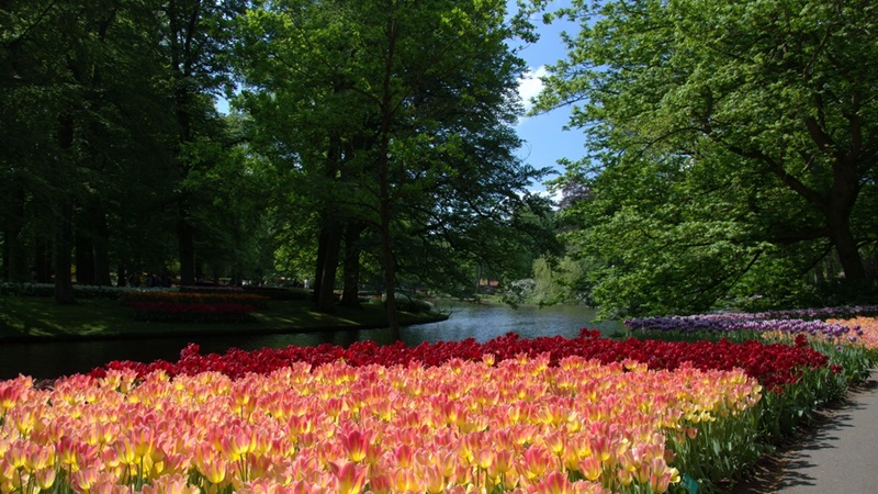 Zonnebloem afdeling