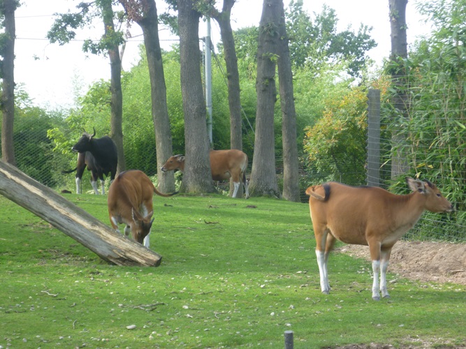 Zonnebloem afdeling