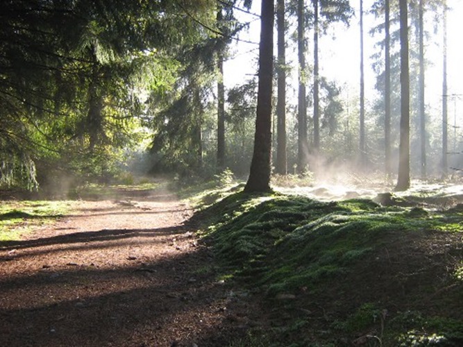 Zonnebloem afdeling