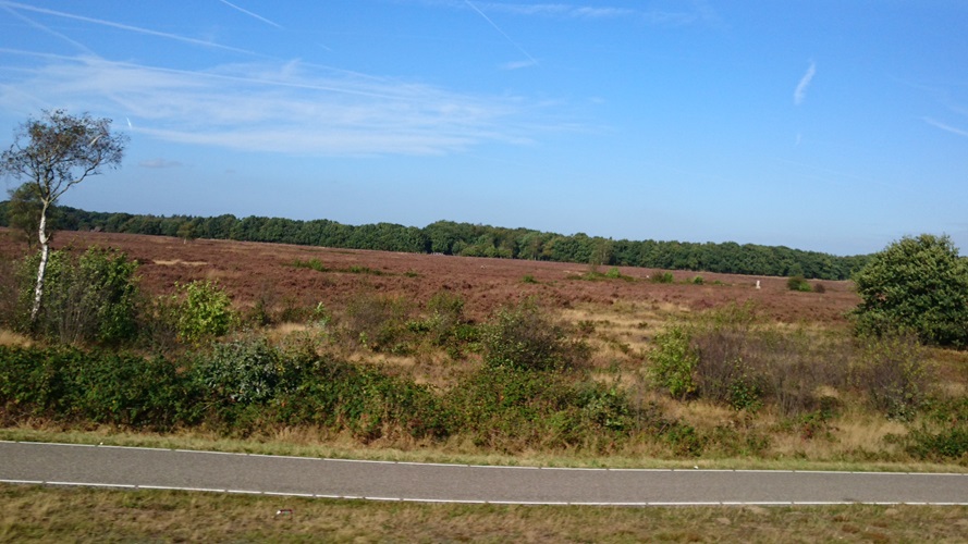 Zonnebloem afdeling