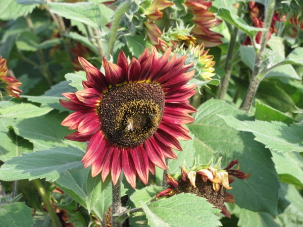 Zonnebloem afdelingsnieuws