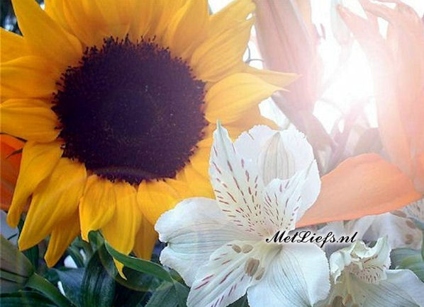 Zonnebloem afdelingsnieuws