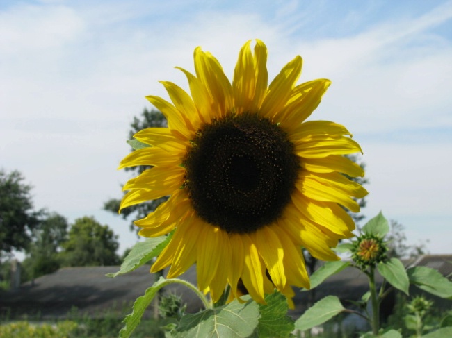 Zonnebloem afdeling