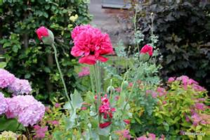 Zonnebloem afdeling