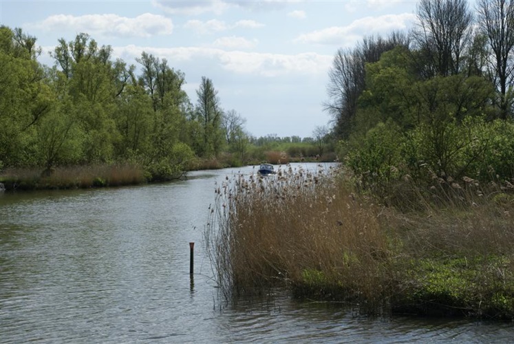 Zonnebloem afdeling