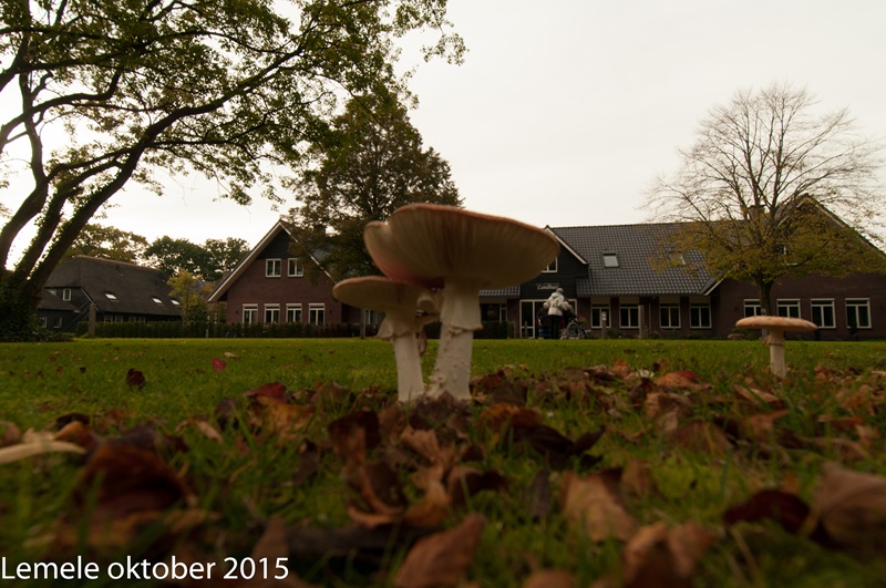 Zonnebloem afdeling