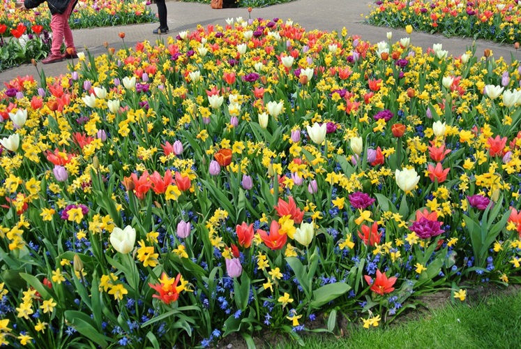 Zonnebloem afdeling