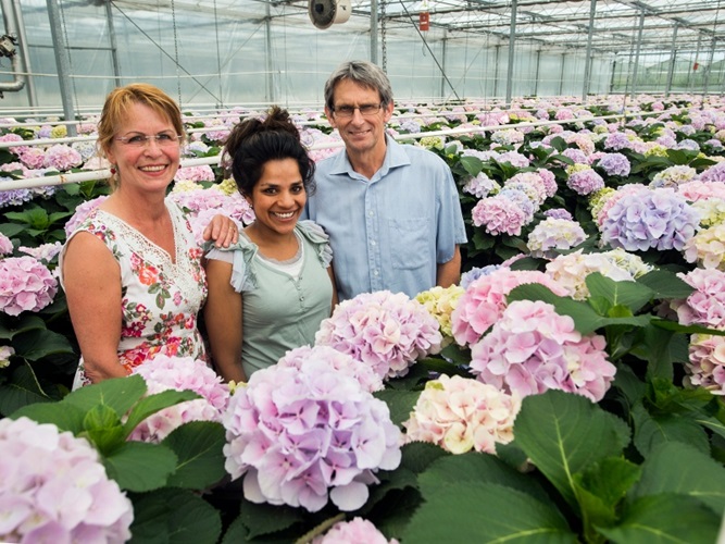 Zonnebloem afdeling