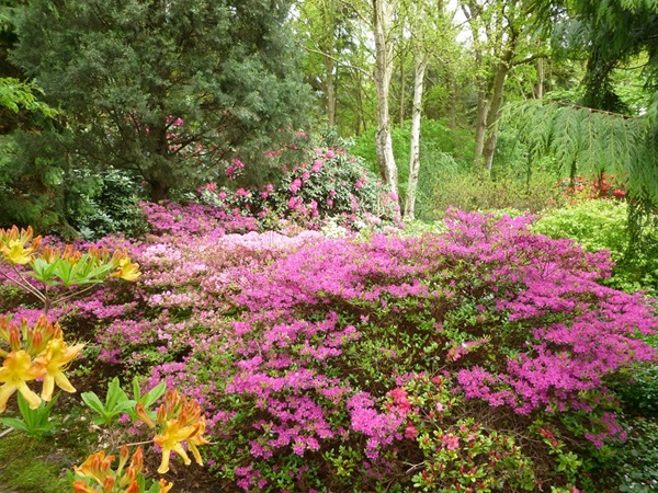 Zonnebloem afdeling