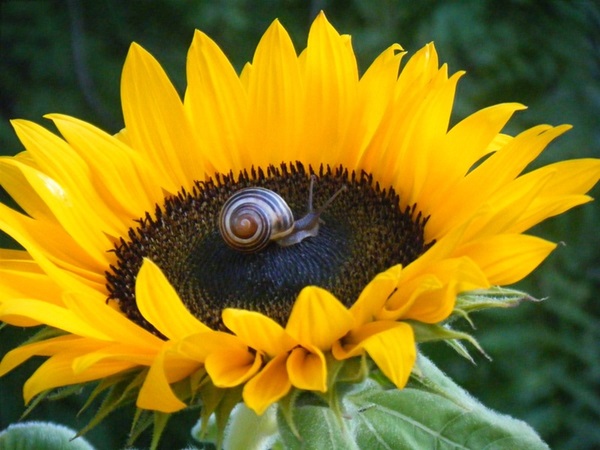 Zonnebloem afdelingsnieuws