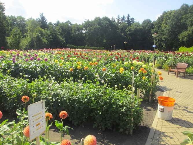 Zonnebloem afdeling