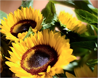 Zonnebloem afdelingsnieuws