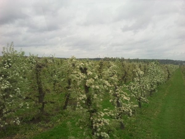 Zonnebloem afdeling