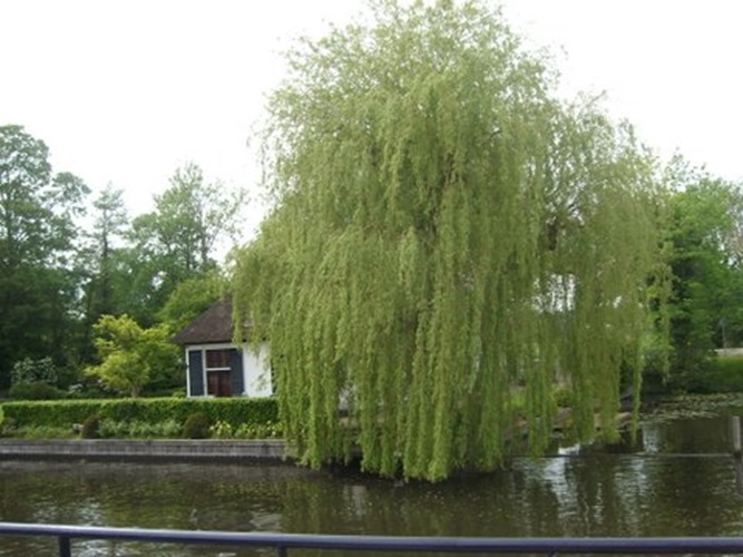 Zonnebloem afdeling