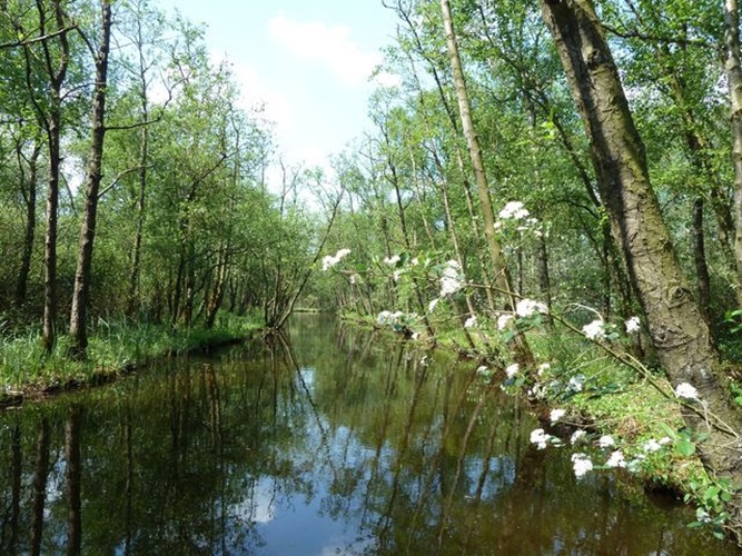 Zonnebloem afdeling