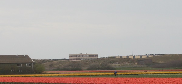 Zonnebloem afdeling