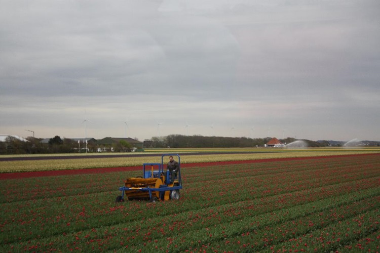 Zonnebloem afdeling