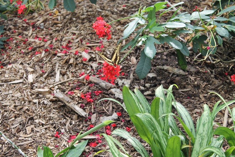 Zonnebloem afdeling