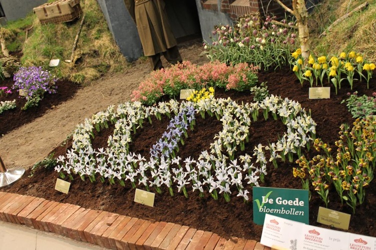 Zonnebloem afdeling