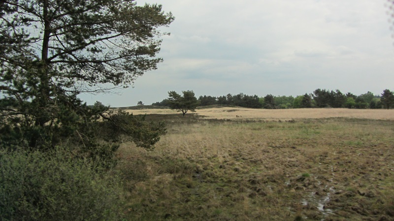 Zonnebloem afdeling