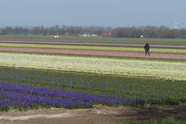 Zonnebloem afdeling