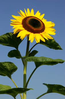 Zonnebloem afdelingsnieuws