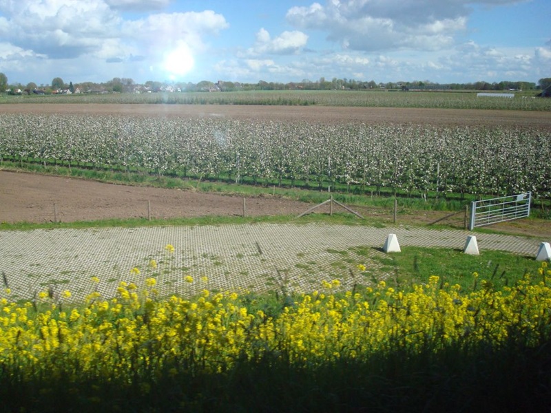 Zonnebloem afdeling