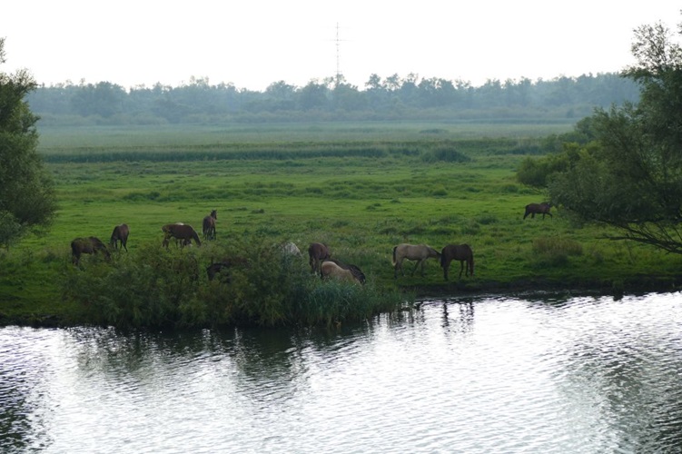 Zonnebloem afdeling