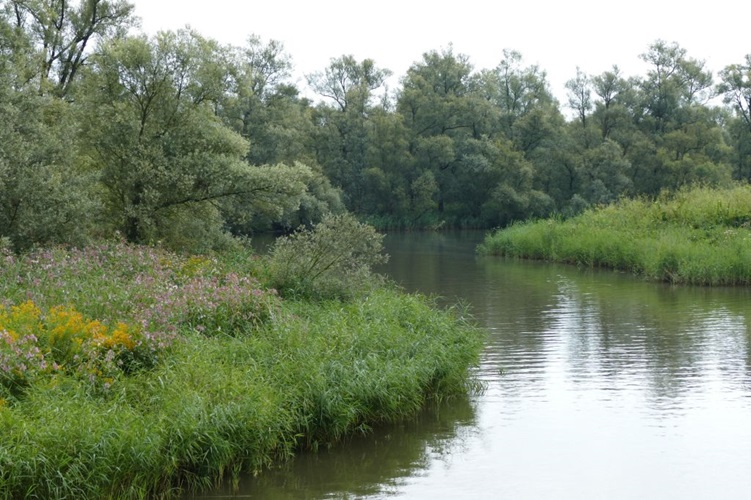 Zonnebloem afdeling