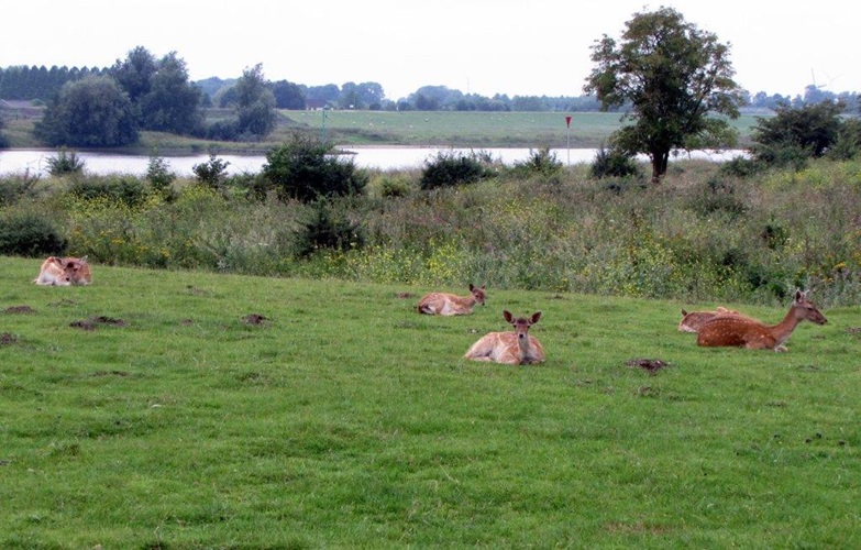 Zonnebloem afdeling