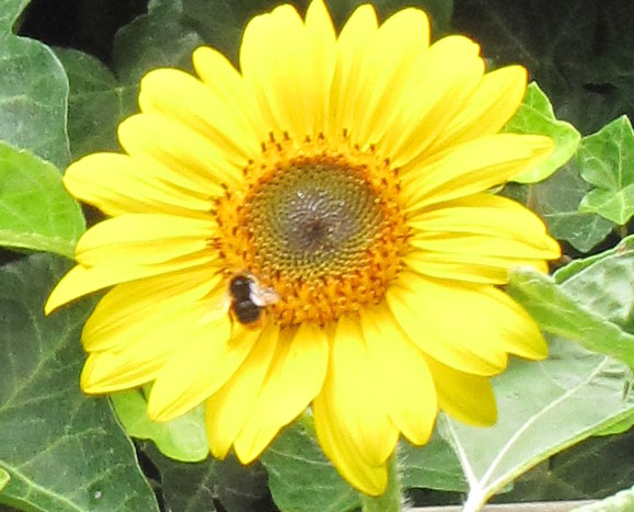 Zonnebloem afdelingsnieuws