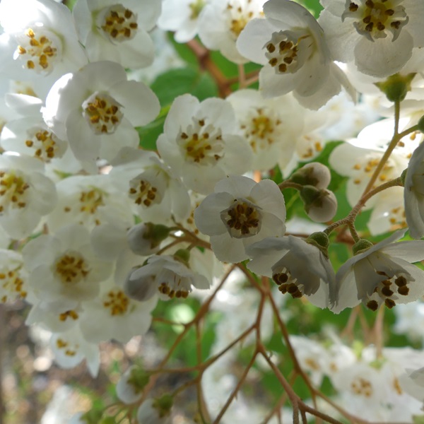 Zonnebloem afdeling