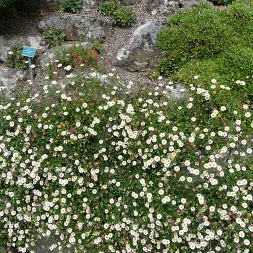 Zonnebloem afdeling