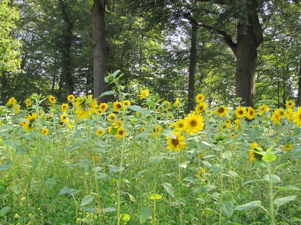 Zonnebloem afdeling