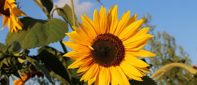 Zonnebloem afdelingswebsite