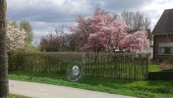 Zonnebloem afdeling