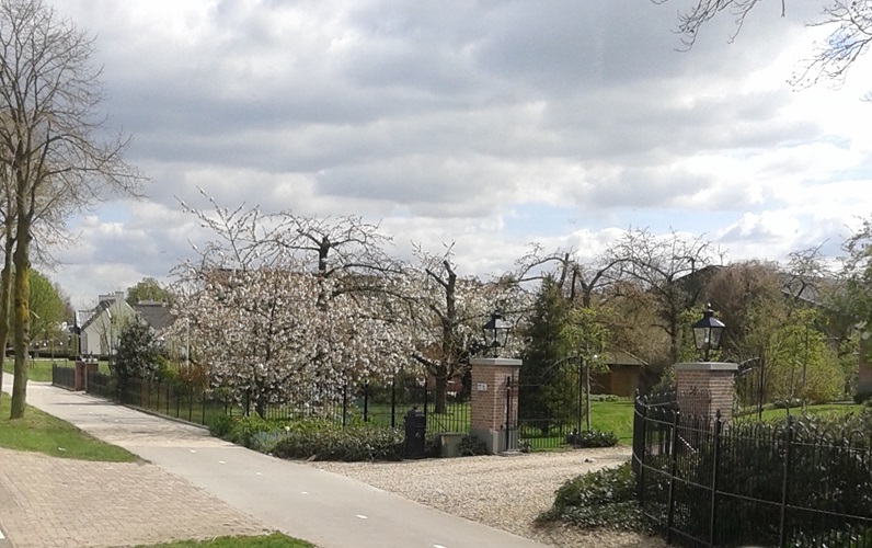 Zonnebloem afdeling