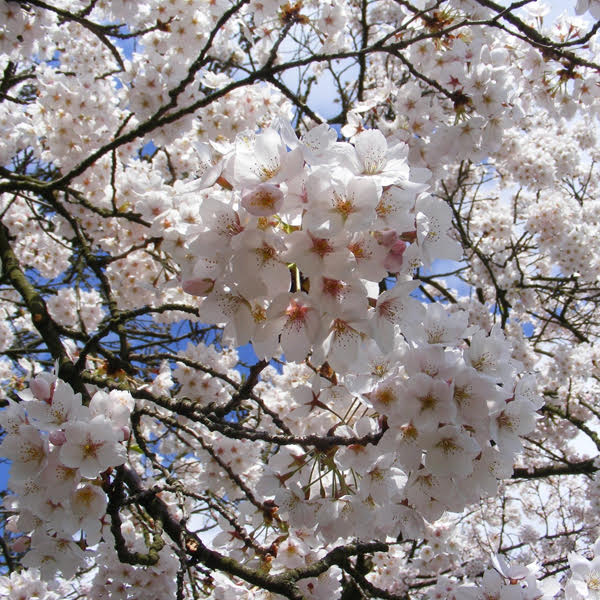 Zonnebloem afdeling