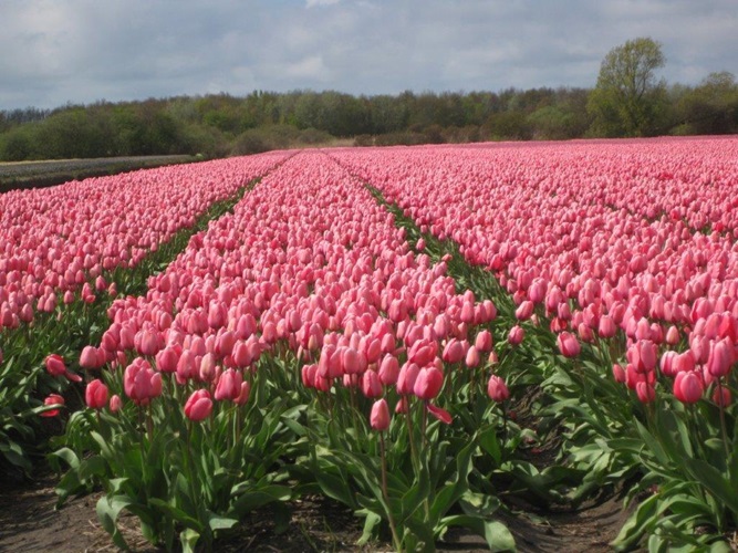 Zonnebloem afdeling