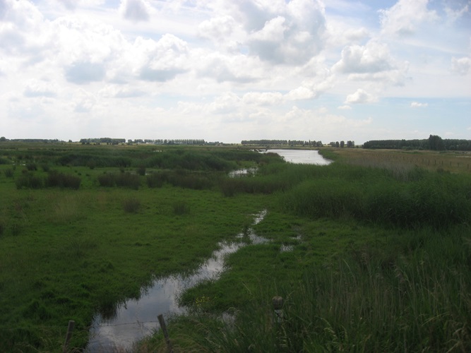 Zonnebloem afdeling